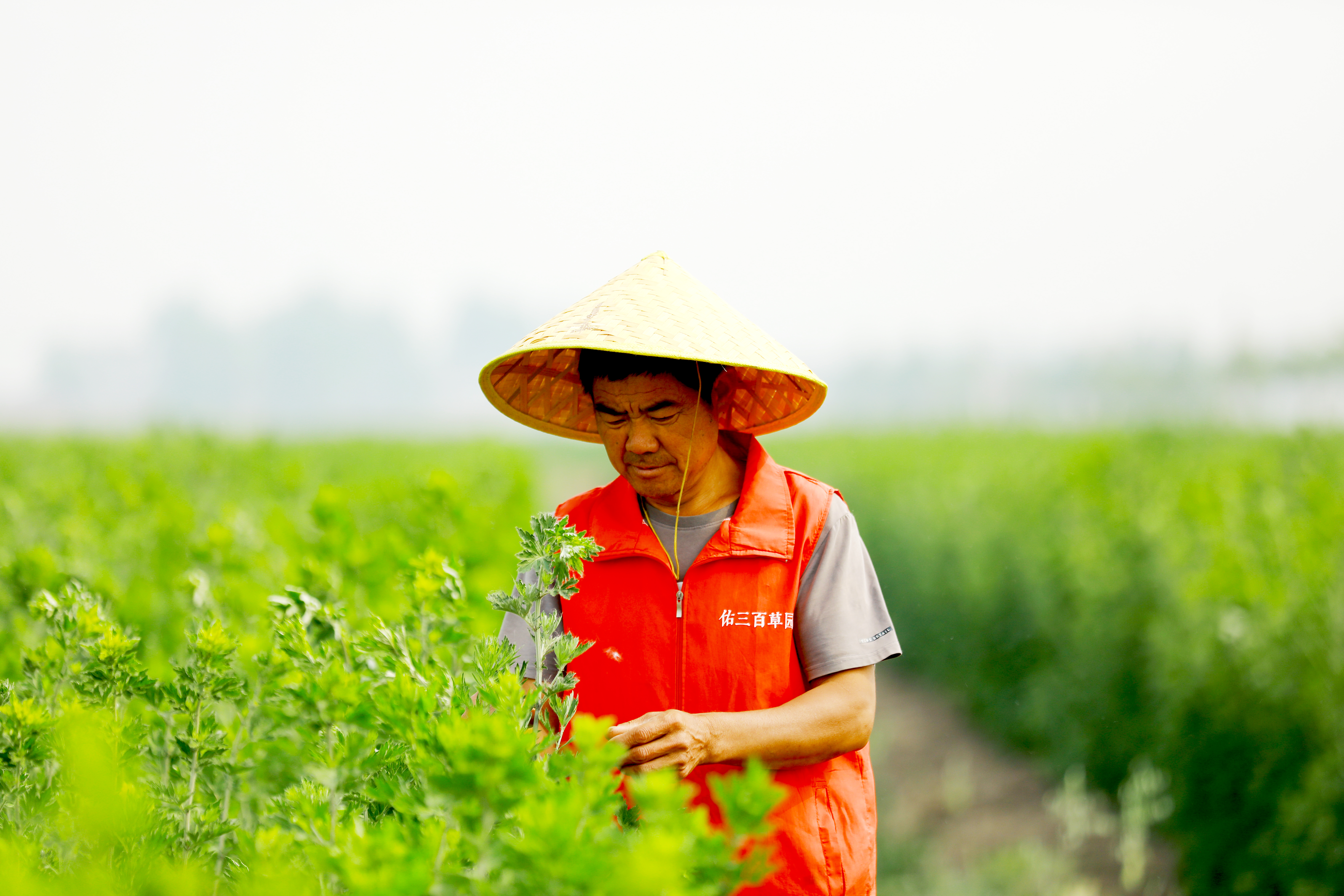 佑三中草药种植园内的工人师傅.jpg