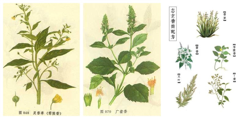 香草（必上）.jpg